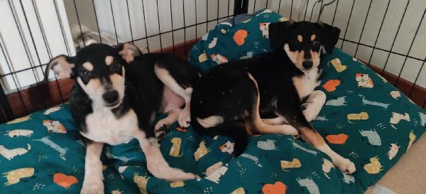 💛 Bruno & Paola – Due Fratellini In Cerca Di Casa! 💛